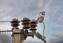 FULL NETTLEIEFORVIRRING – 86 PROSENT FORSTÅR IKKE NETTLEIEN